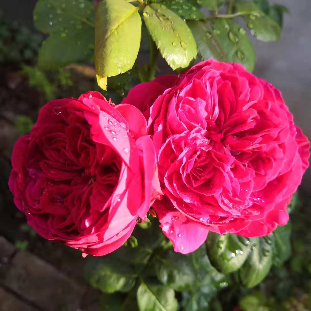 偉業(yè)網帶花花.jpg