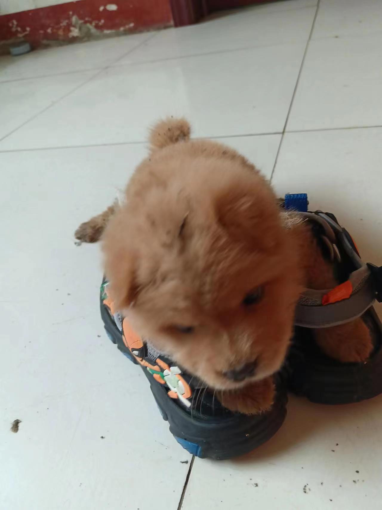 狗3.jpg